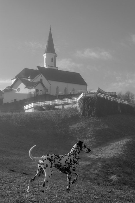 spotted dalmatians on the background of the church