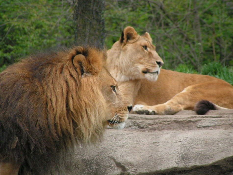 stunningly beautiful Lions