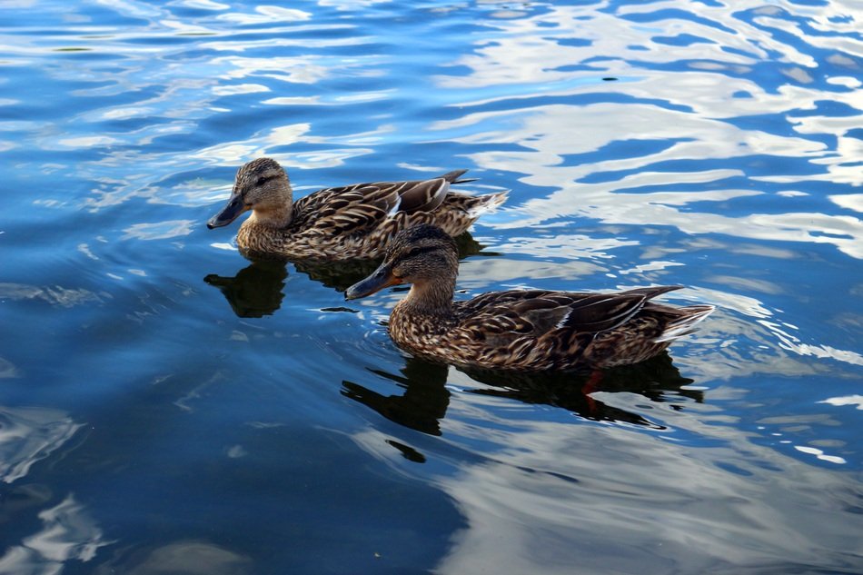 gray ducks in mirror water