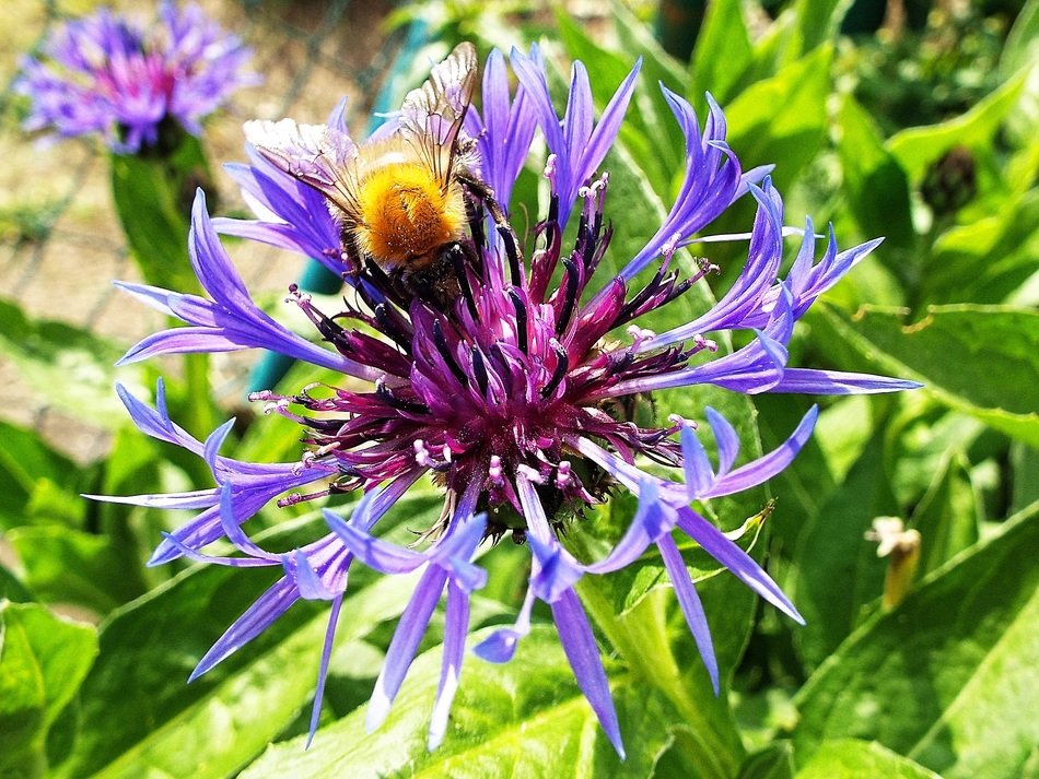 Cornflower Insect