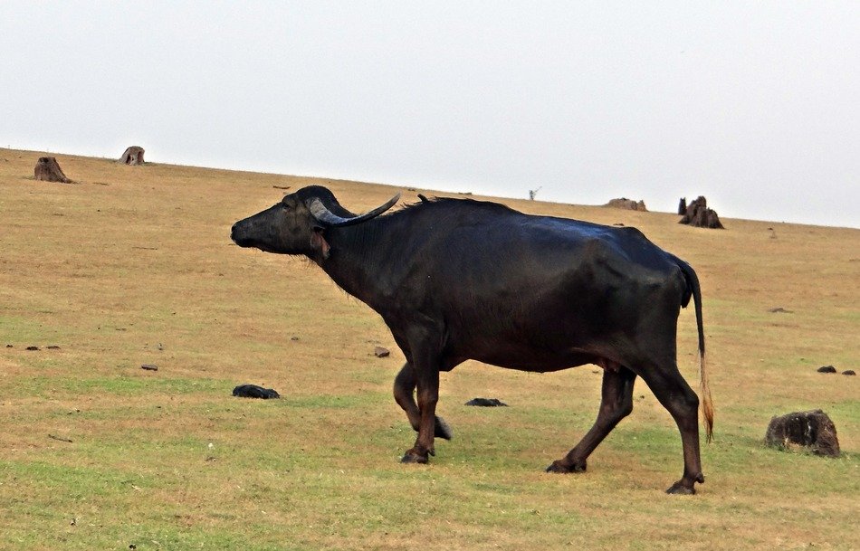 stunningly beautiful Buffalo