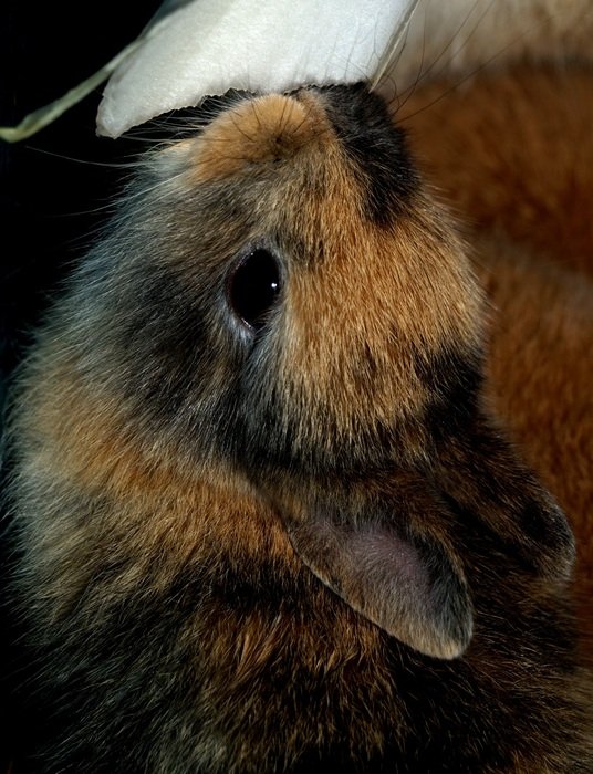 sweet hare baby