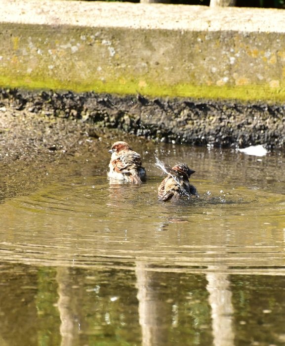 sparrows in the puddle