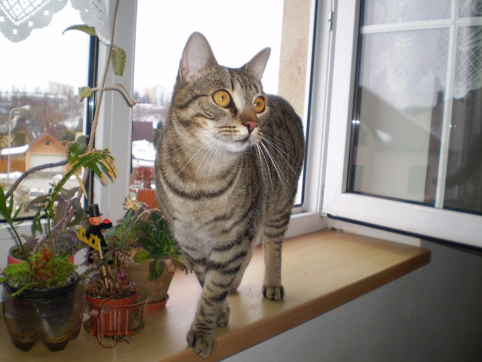 the cat is on the windowsill