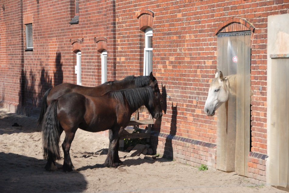 Horse in farm