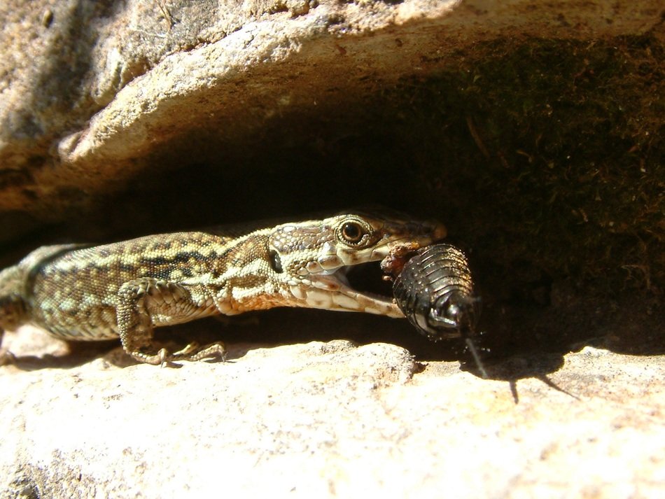 predatory lizard on the hunt
