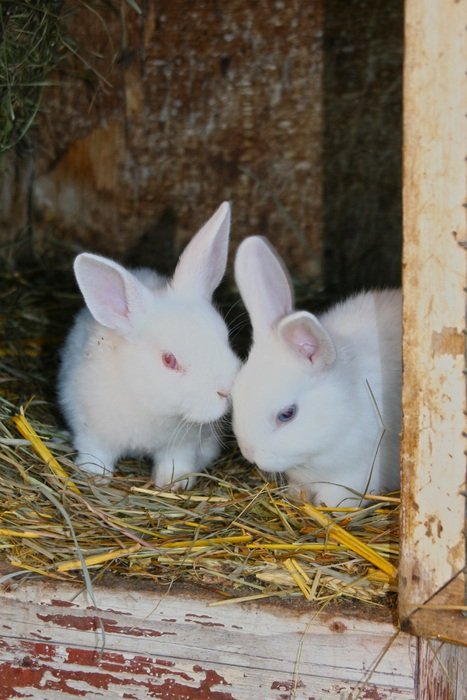 incredible Young Rabbits