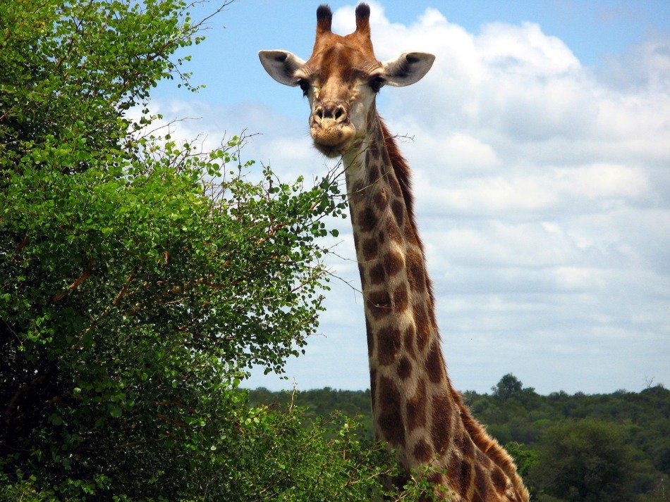 giraffe with elongated neck near the green tree