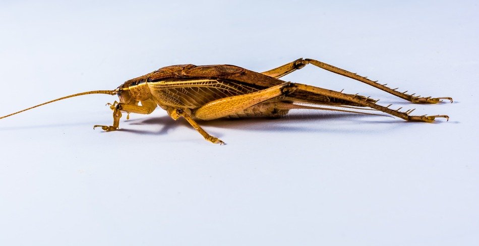 scary grasshopper on a white background