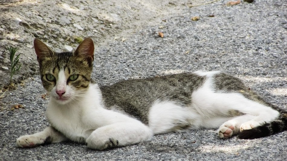 greek outdoor cat
