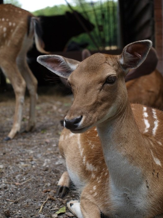 Red Deer sitting