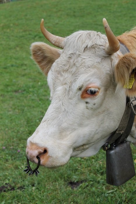 Cute and beautiful Milk Cow on the grass