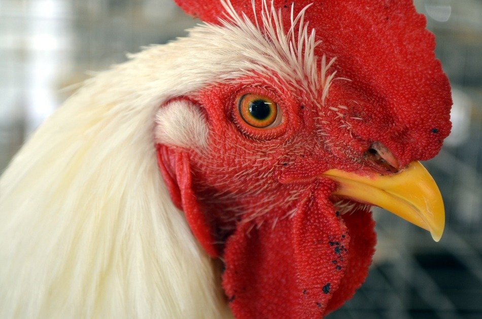 Portrait of the rooster