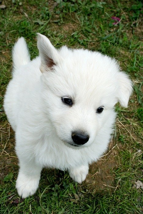 portrait of the white puppy