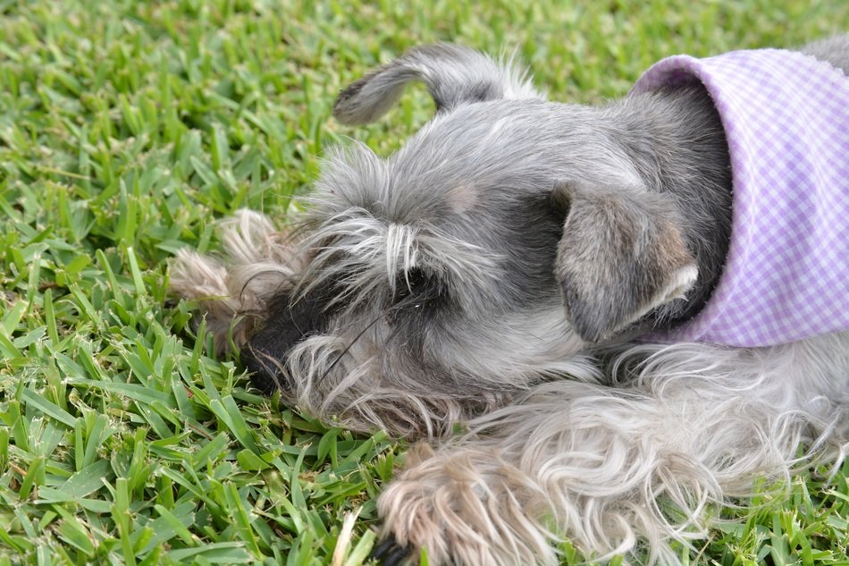 Cute Schnauser on the grass