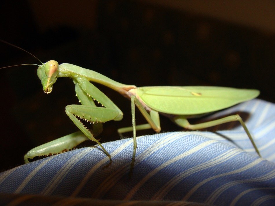 Praying Mantis on textile, side view
