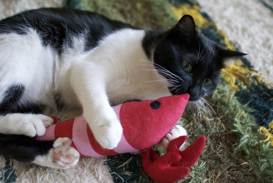 black-white cat with plush toys