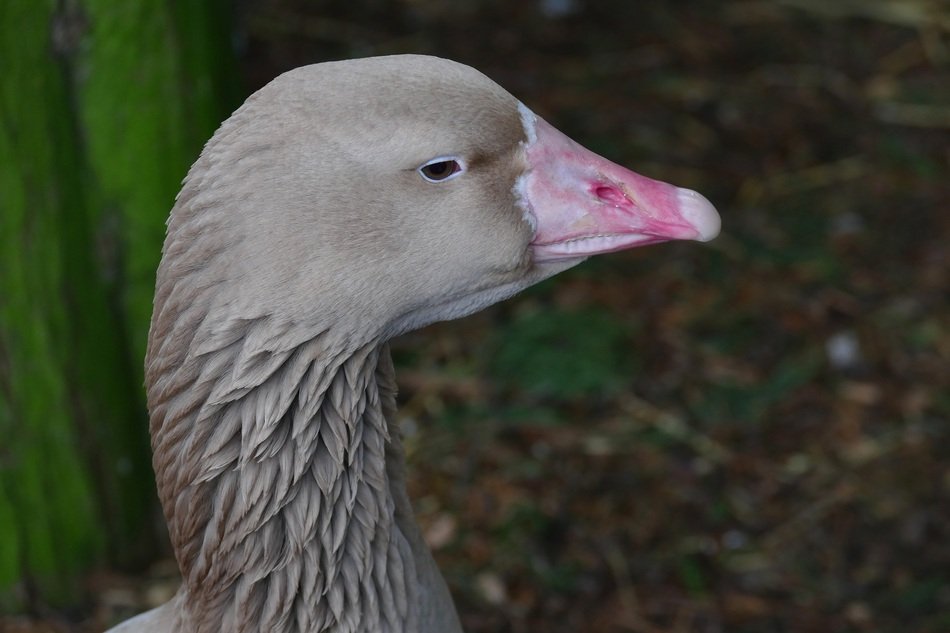 Goose on the farm