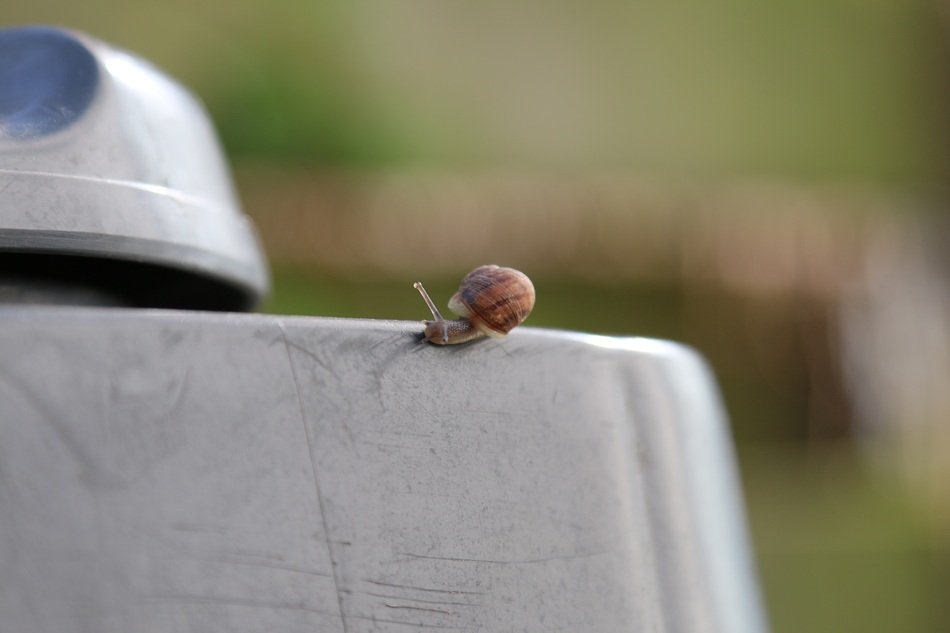 snail on the blurred background
