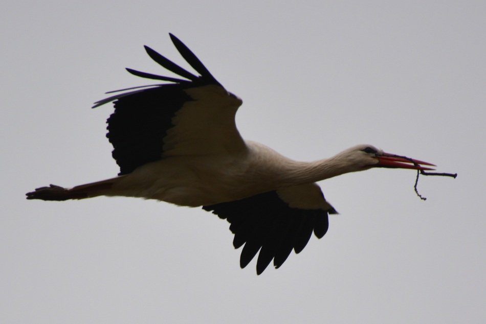Stork flying in the sky