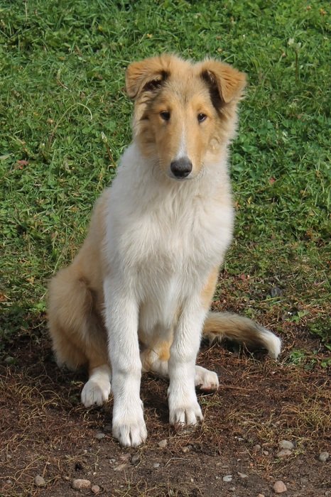 collie on a farm
