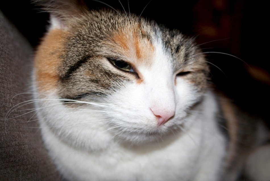 Cute sleepy cat at home