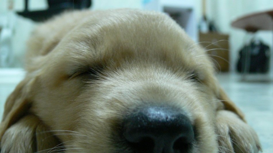 incredible Gold dog