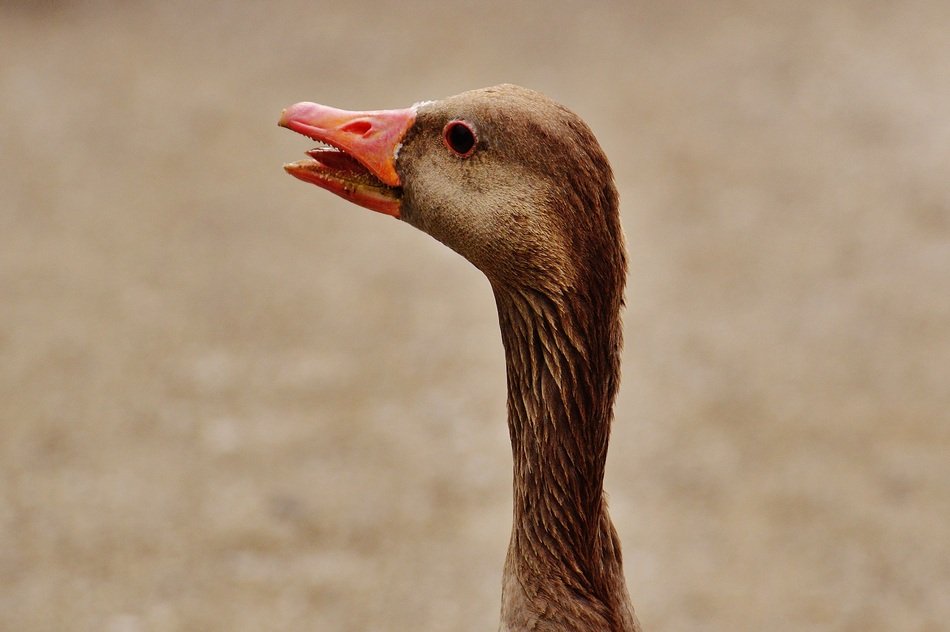 hissing goose