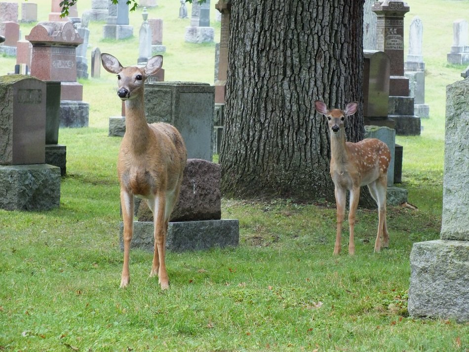 beautiful and cute Cemetery Deer