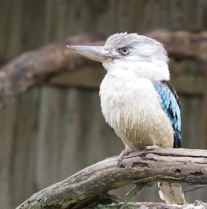 Kookaburra on the tree