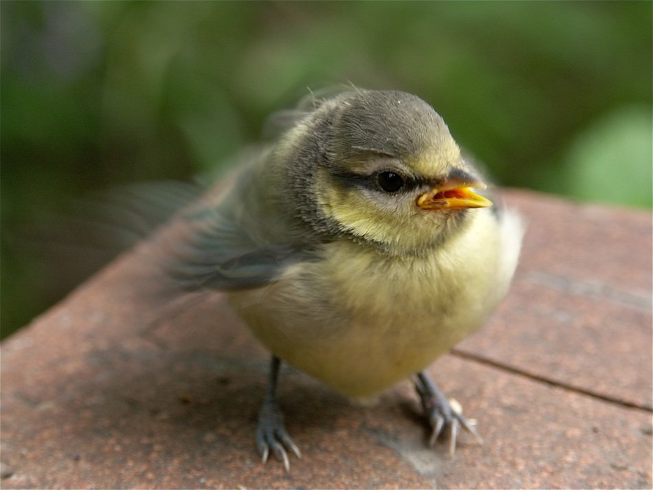 little bird on the stone surface