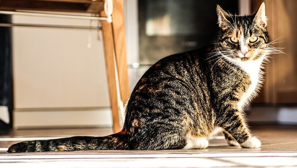 curious friendly cat