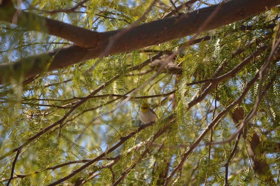 Auriparus flaviceps on a branch
