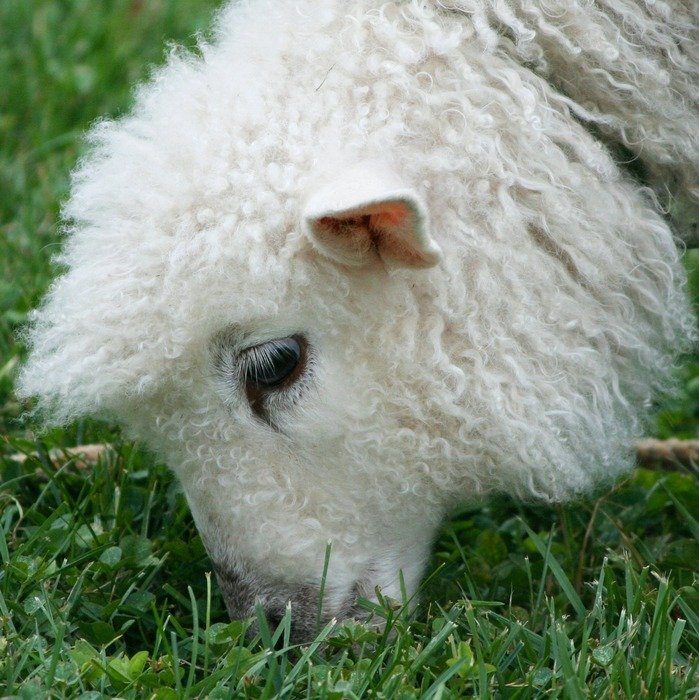 Cute Cotswold Sheep