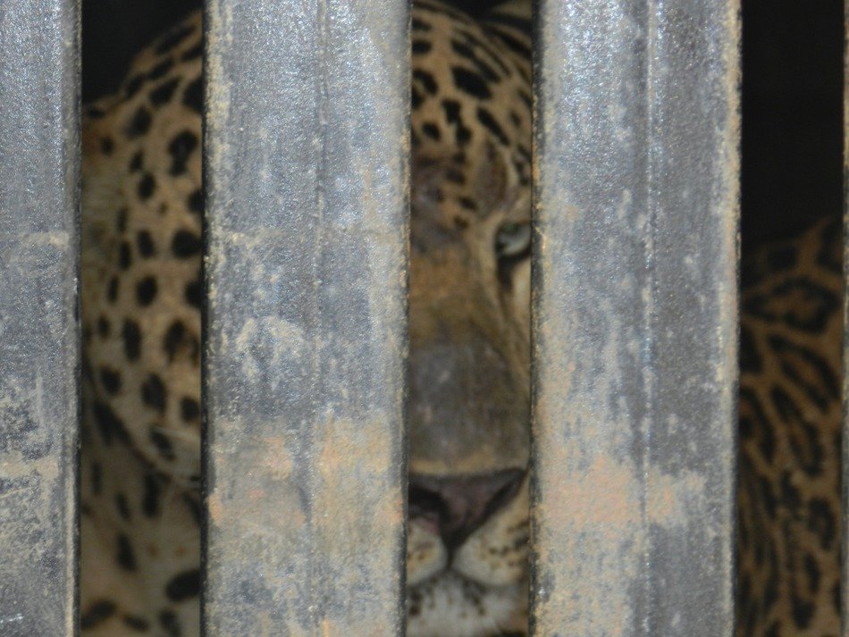 leopark in a cage in india
