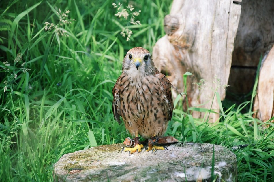Hawk in nature
