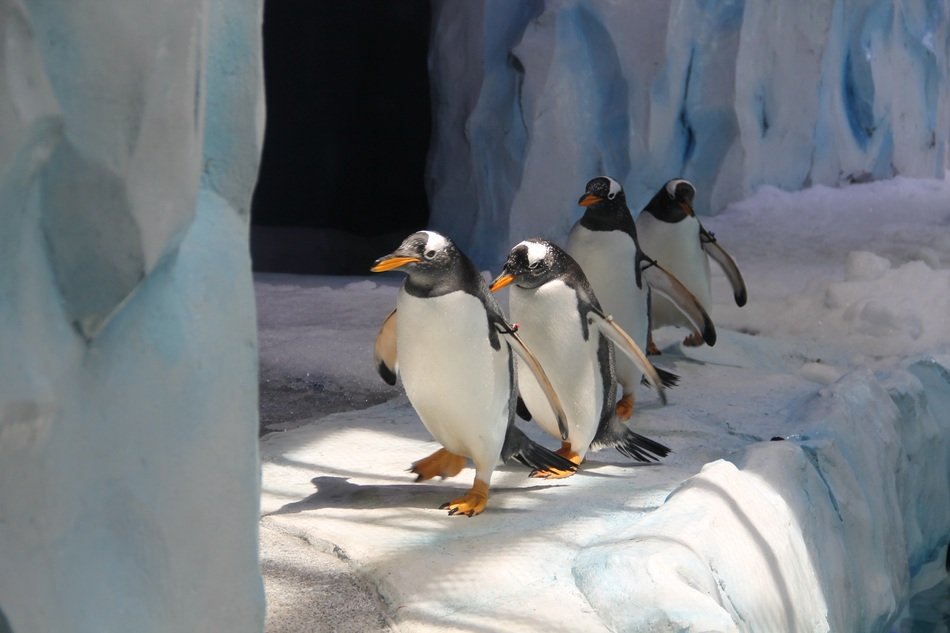 four penguins go in a row on the north pole