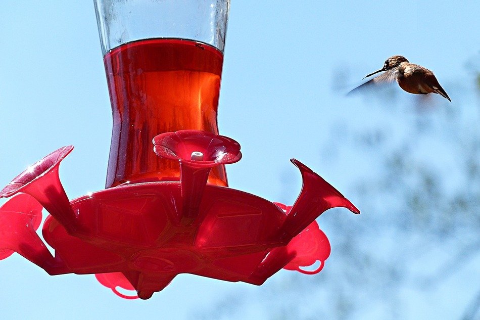 Hummingbird Feeding Station