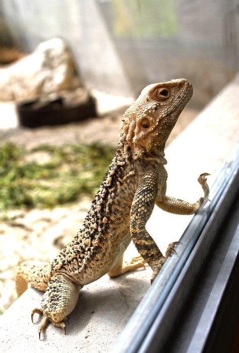 lizard pending