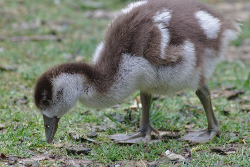 Duckling on the ground