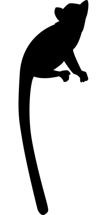 Black lemur