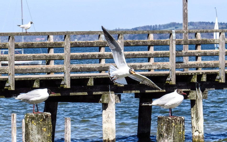 seagulls on the background of a wooden bridge on the lake