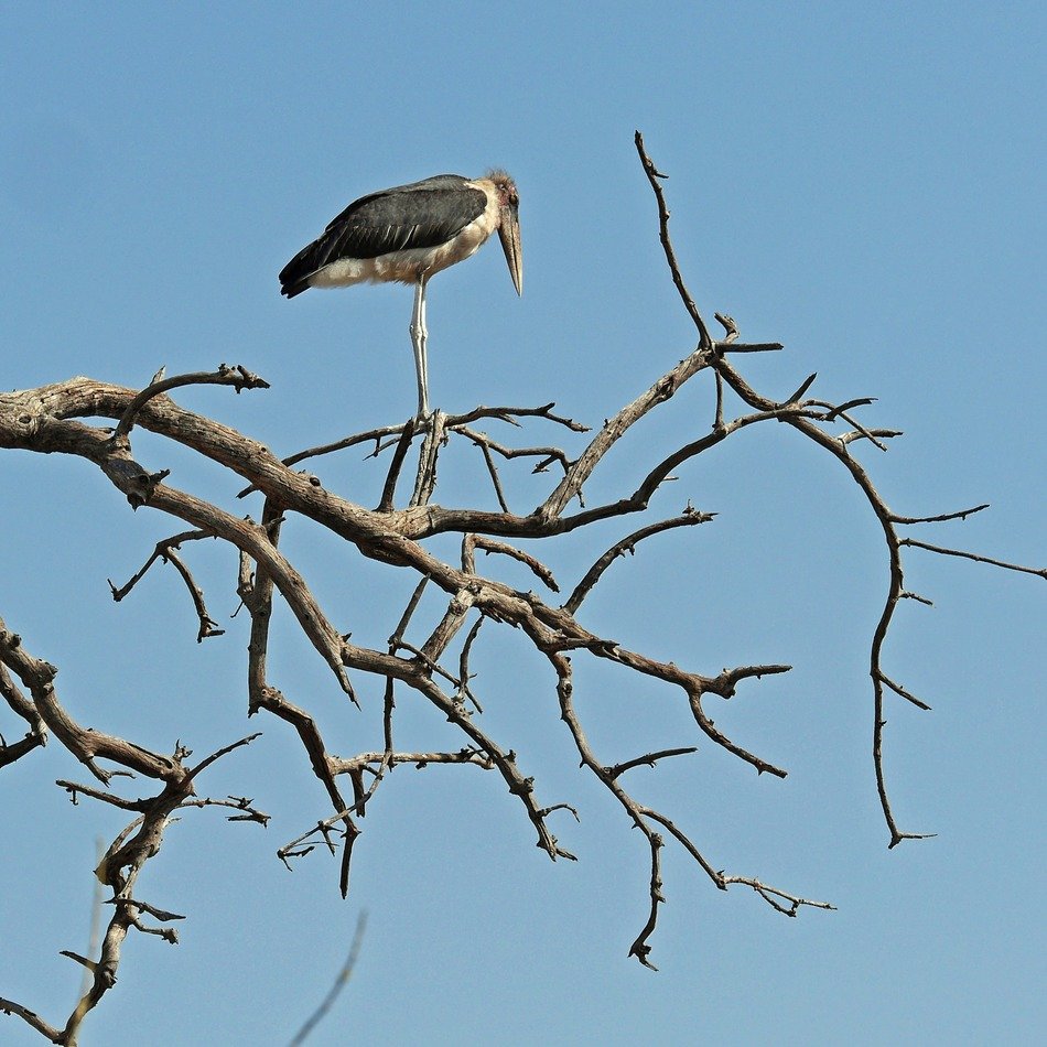 Leptoptilos crumeniferus on a tree
