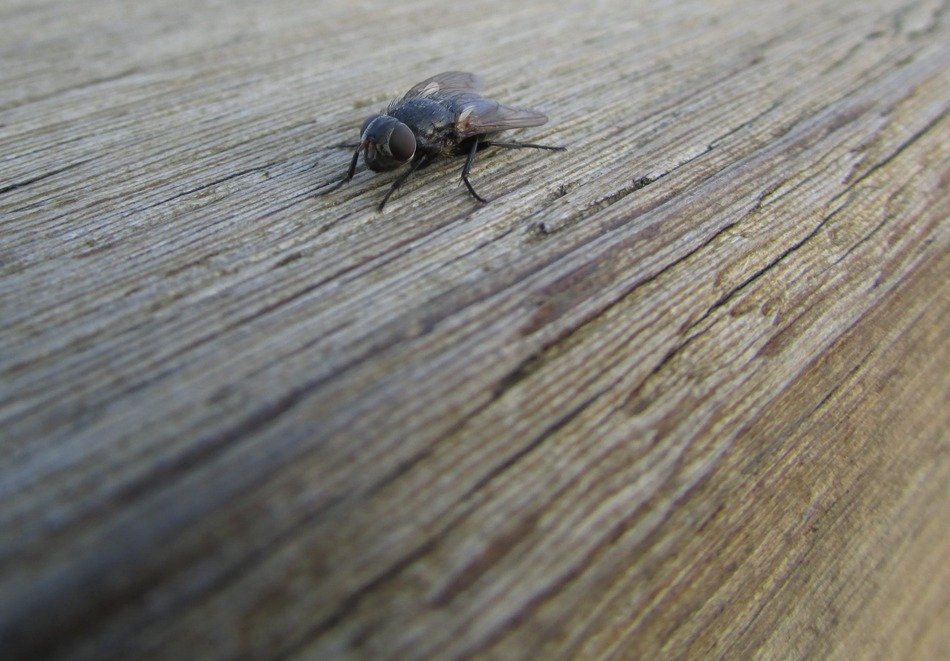 fly on the wooden panel