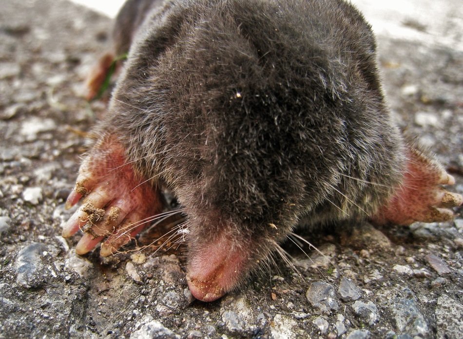mole on the river bank
