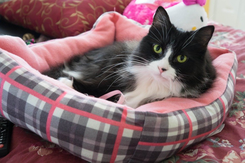 Beautiful and colorful cat is lying in the bed