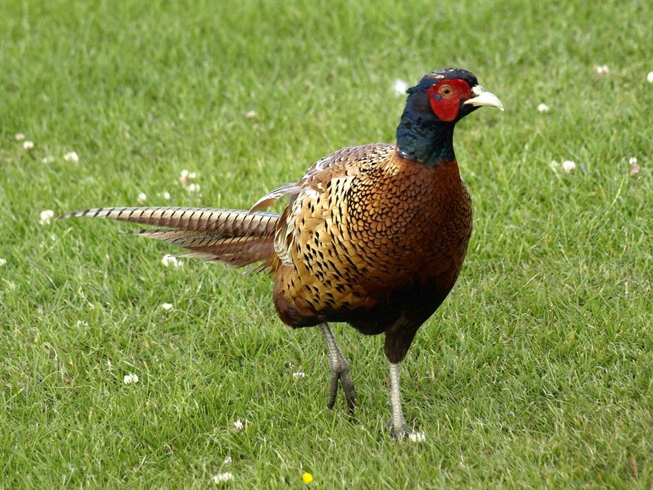irresistible Pheasant Species
