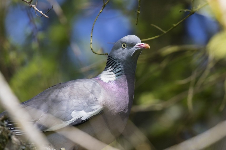 wild grey Pigeon among branches