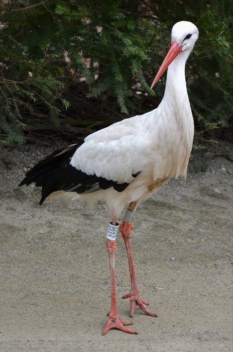 stork stands on the road near the bushes