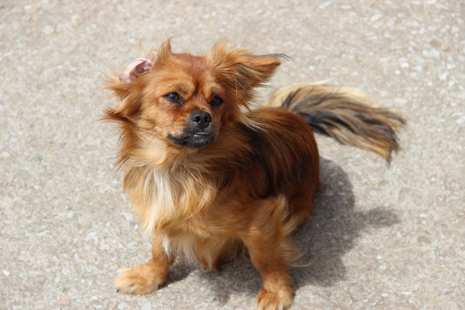 fluffy hybrid dog